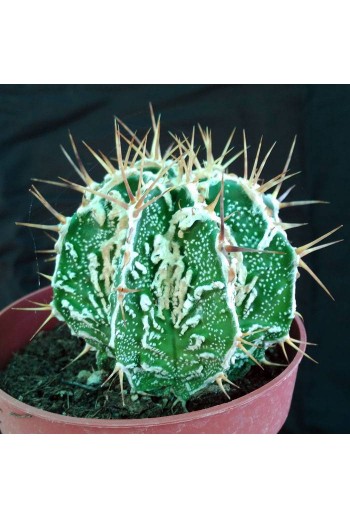 Astrophytum ornatum fukuryu