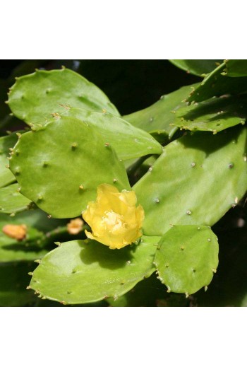 Brasiliopuntia brasiliensis(Esqueje)