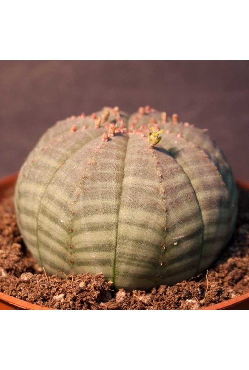 Euphorbia obesa hembra