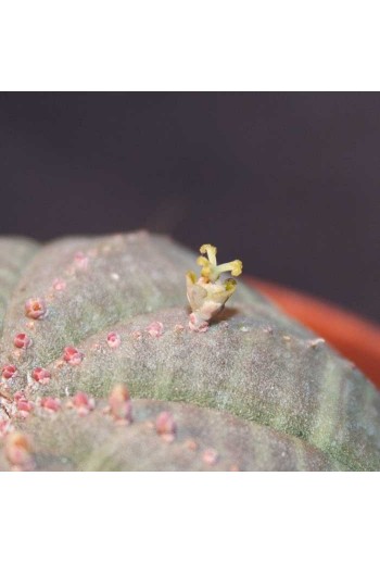 Euphorbia obesa hembra