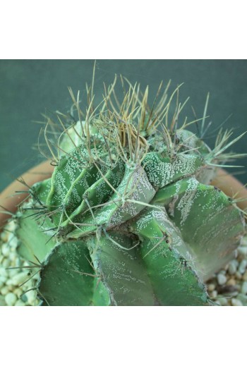 Astrophytum ornatum cristado (Especial 180)