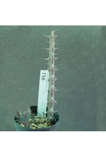 Euphorbia eyassiana