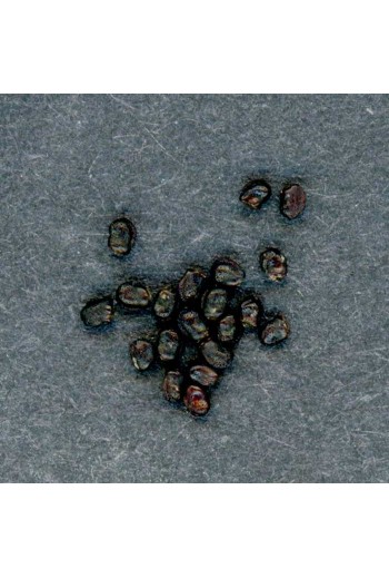 Semillas Trichocereus chilensis 20 ud.