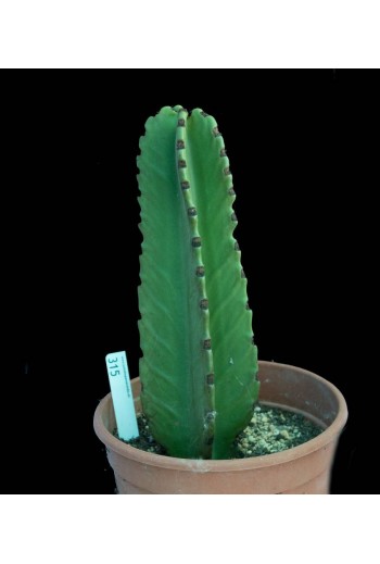 Euphorbia ingens 25 Cm(Especial 315)