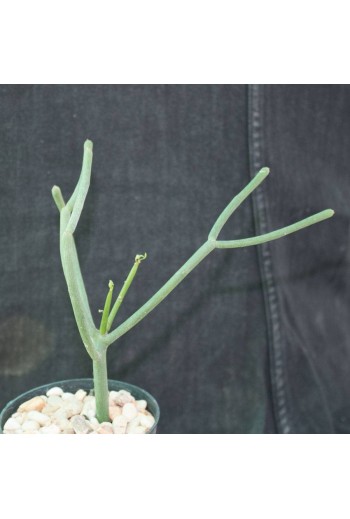 Euphorbia tirucalli (M9)
