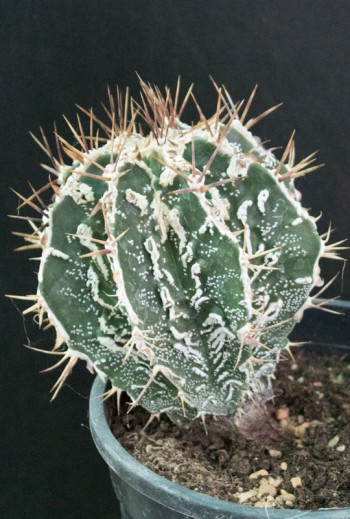 Astrophytum ornatum cv...