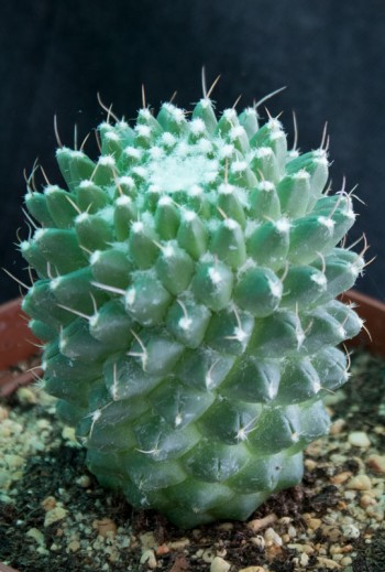 Mammillaria polythele f nudum