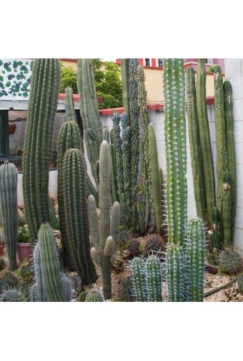 Semillas Cactus Mix por...