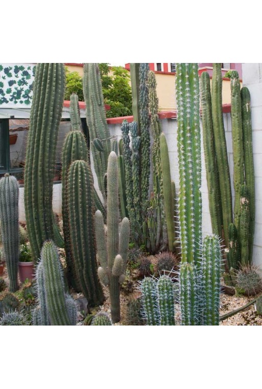Semillas de cactus variados.