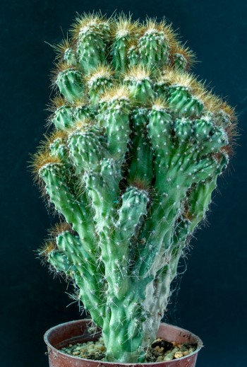 Cereus peruvianus minor M11