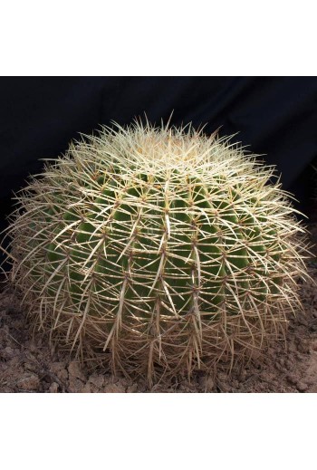 Echinocactus grusonii  30 Cm