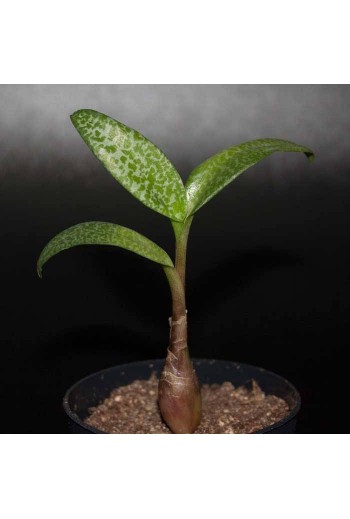 Ledebouria pauciflora