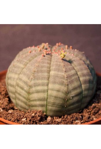 Semillas Euphorbia obesa 5 ud.